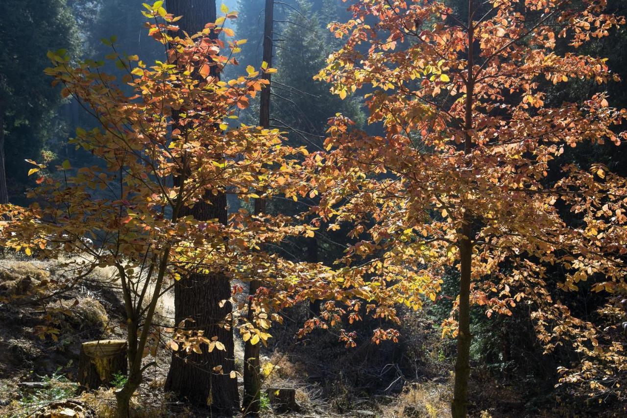 Boulder Ridge Villa Yosemite West Eksteriør bilde